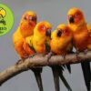 Aratinga solstitialis / Conuro Solar