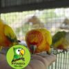 Aratinga solstitialis / Conuro Solar - Imagen 4