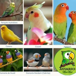 Aves de ornato